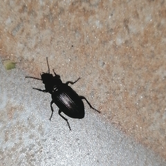 Harpalinae