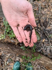 Desmognathus auriculatus
