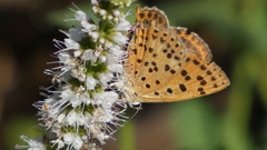 Lycaena bleusei