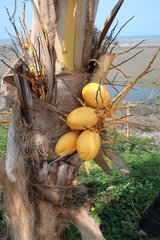 Cocos nucifera