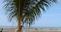 Cocos nucifera