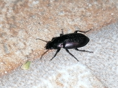 Harpalinae
