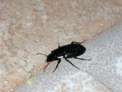 Harpalinae