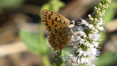 Lycaena bleusei