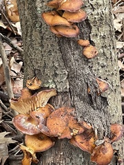 Flammulina filiformis