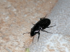 Harpalinae