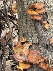 Flammulina filiformis