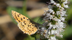 Lycaena bleusei