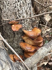 Flammulina filiformis