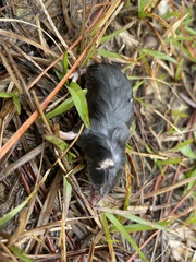 Blarina carolinensis