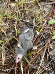 Blarina carolinensis