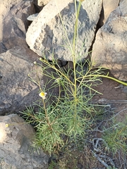 Argyranthemum frutescens