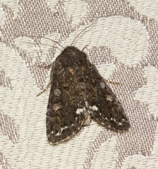 Melanchra pulverulenta