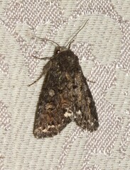 Melanchra pulverulenta