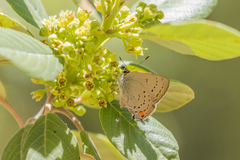 Satyrium californica