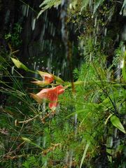 Disa uniflora