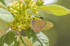 Satyrium californica