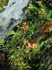 Disa uniflora