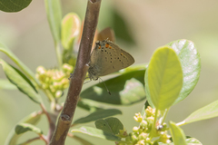 Satyrium californica