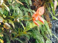 Disa uniflora