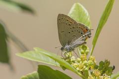 Satyrium californica