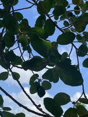 Ficus cotinifolia