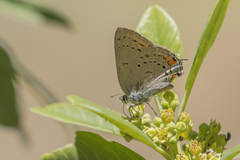 Satyrium californica