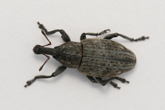 Lepyrus capucinus