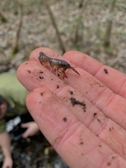 Procambarus pygmaeus