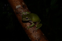 Ranoidea caerulea
