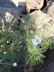 Argyranthemum frutescens