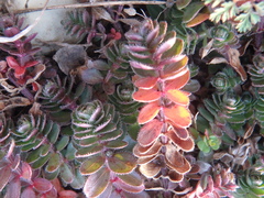 Cruciata taurica