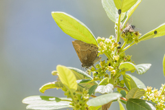 Callophrys spinetorum