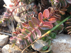 Cruciata taurica