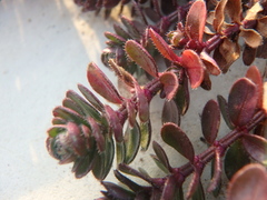 Cruciata taurica