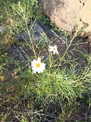 Argyranthemum frutescens