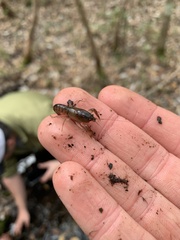 Procambarus pygmaeus