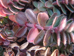 Cruciata taurica