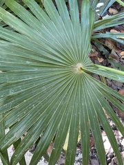 Thrinax radiata