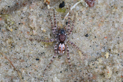 Arctosa perita