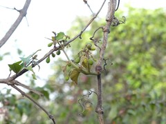 Cissus repanda