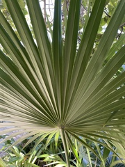 Thrinax radiata