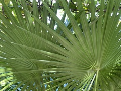 Thrinax radiata