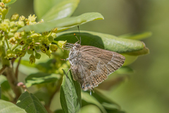 Satyrium tetra
