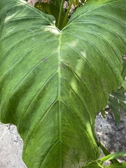Xanthosoma robustum