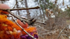 Quercus georgiana