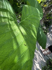 Xanthosoma robustum