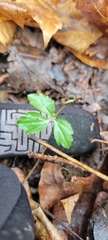 Cardamine diphylla