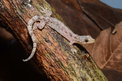 Lepidodactylus orientalis