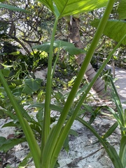 Xanthosoma robustum